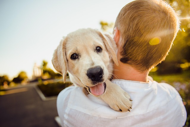 cane e giovane