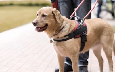 Cani da assistenza: il percorso invisibile tra addestramento, affido e separazione