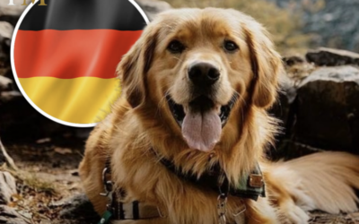 In Germania se vuoi un cane devi fare un test scritto!