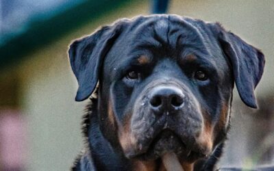 Un atto d’amore per salvare il proprio cane