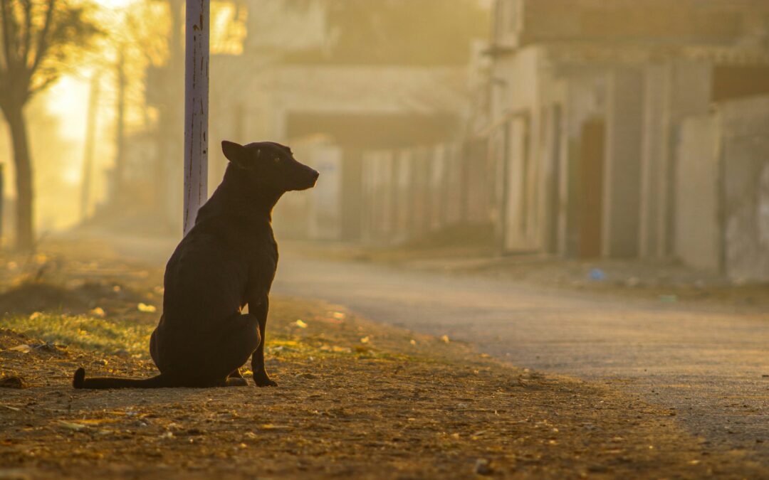 Il silenzio del tradimento