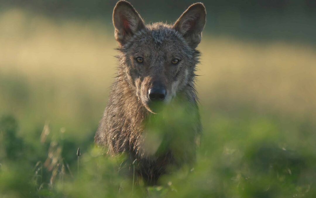 “Perché il cane? Alle origini di una relazione unica”