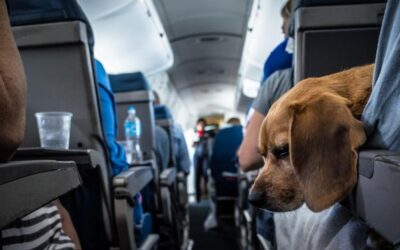 Non è un dovere amare un cane